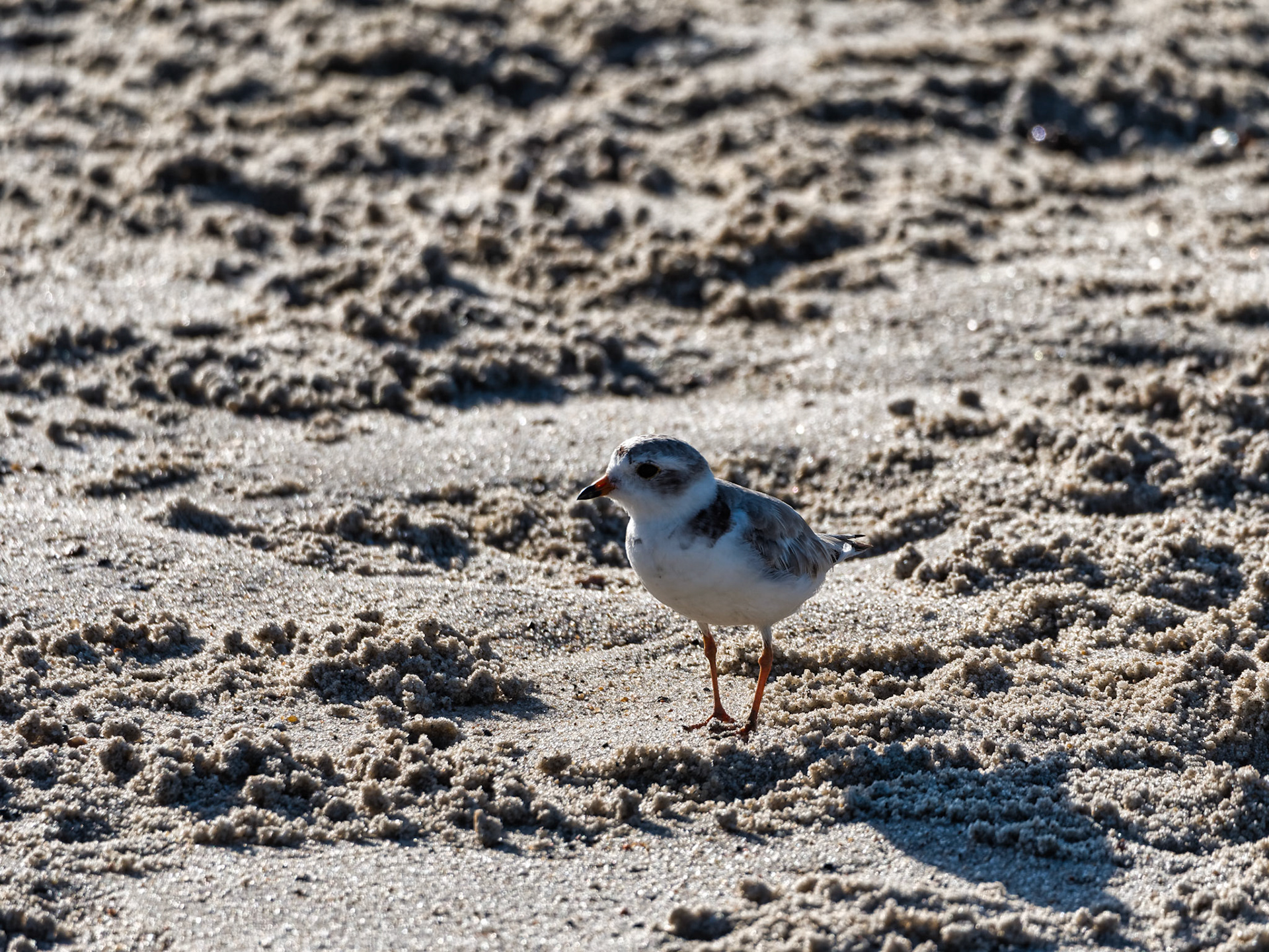 MA Cape Cod Birds 00020