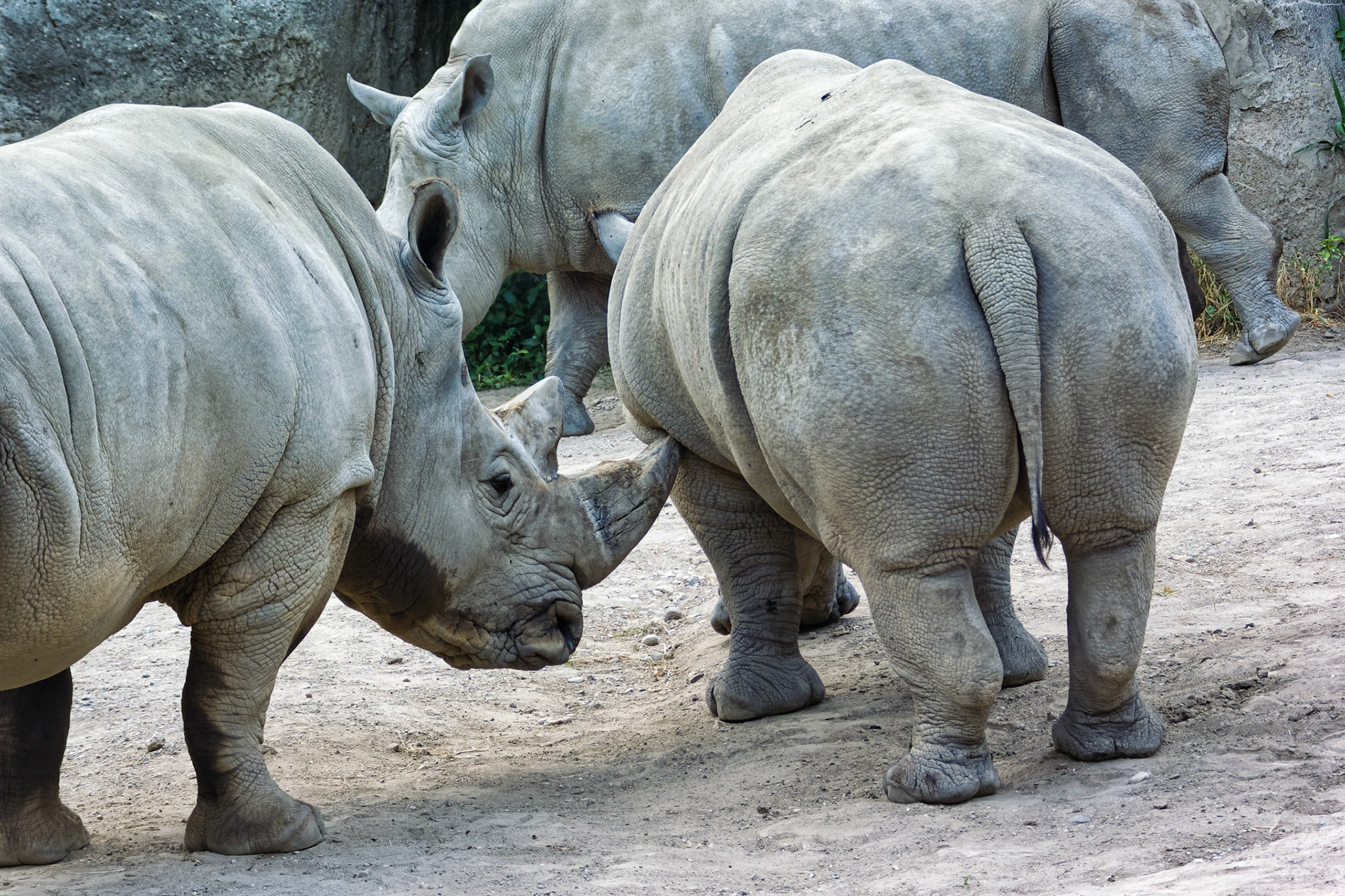IN Zoo 00062