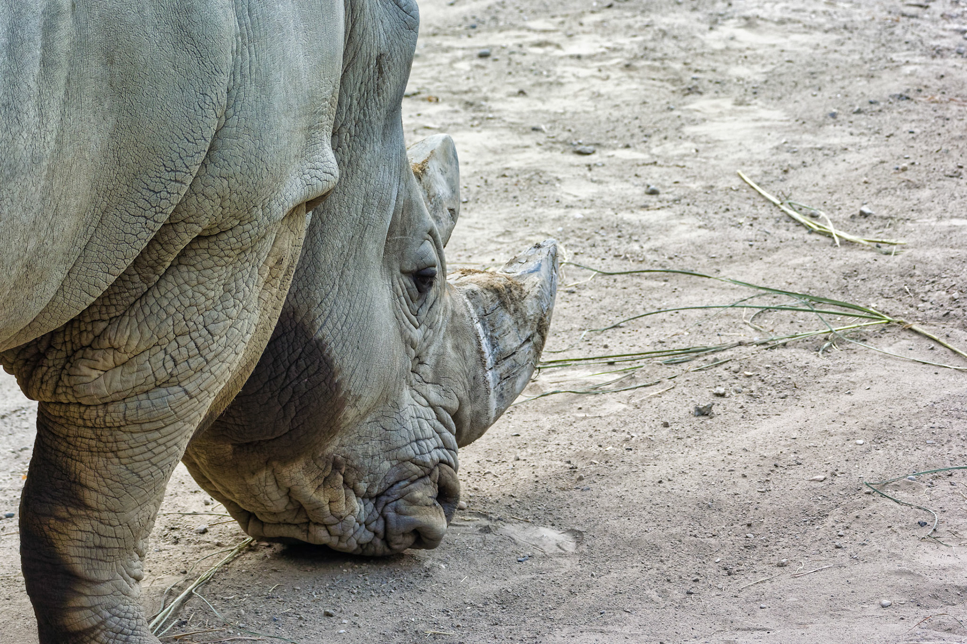 IN Zoo 00068