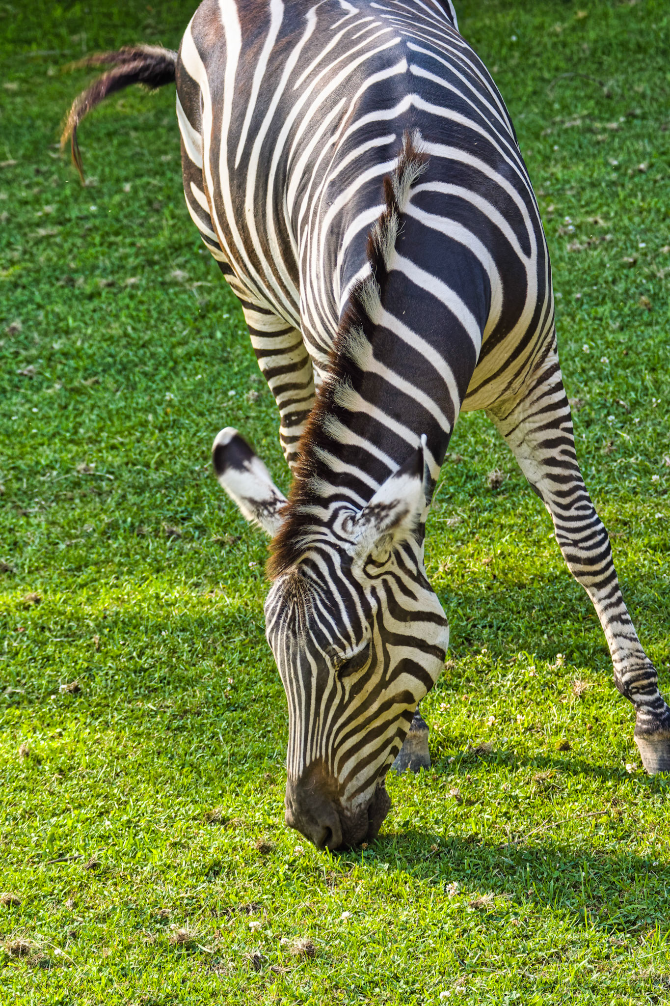 IN Zoo 00031