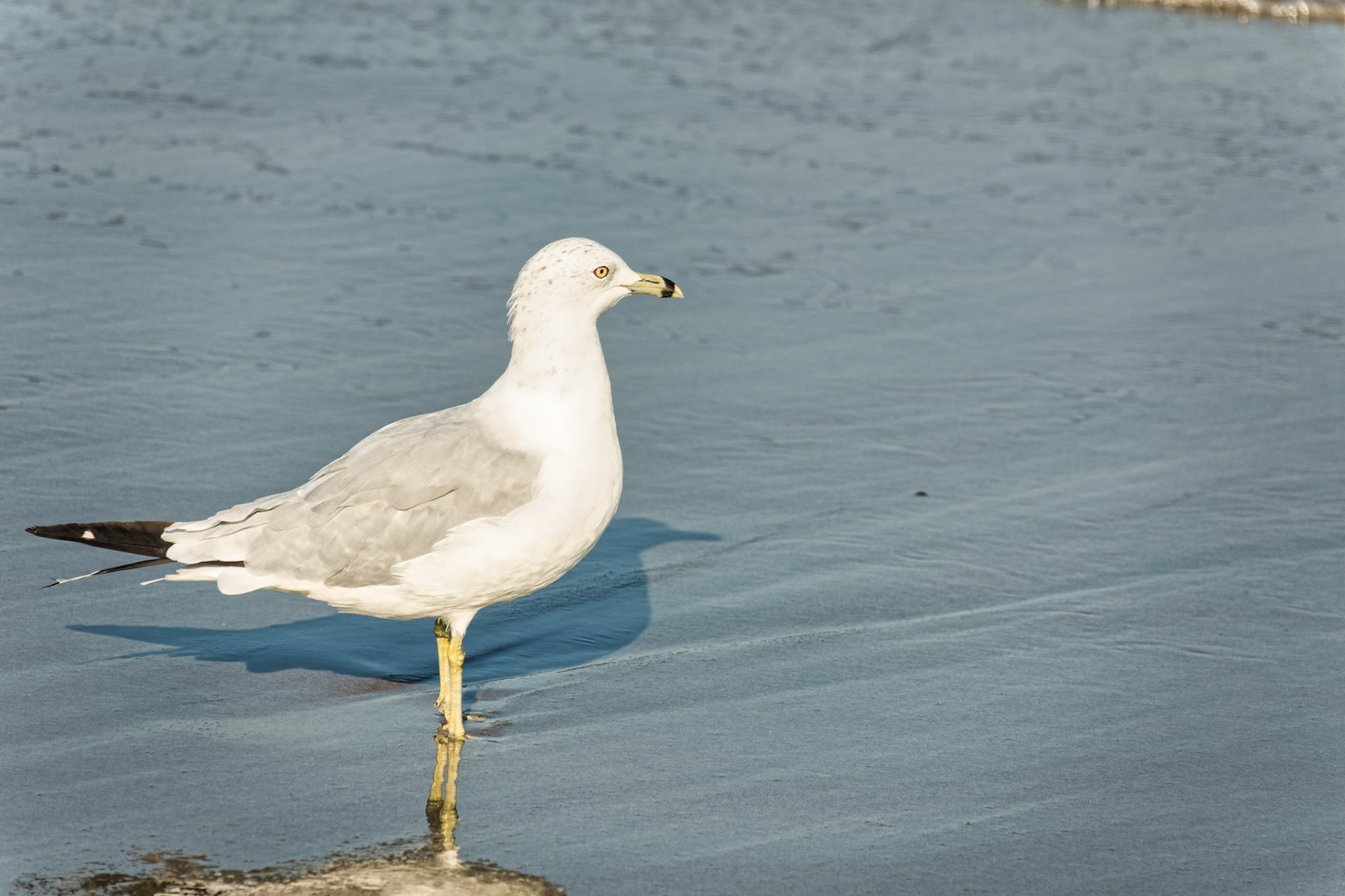 NJ Shore 00017
