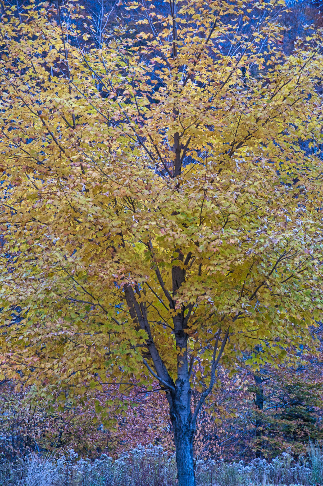 VT Miscellaneous 00028