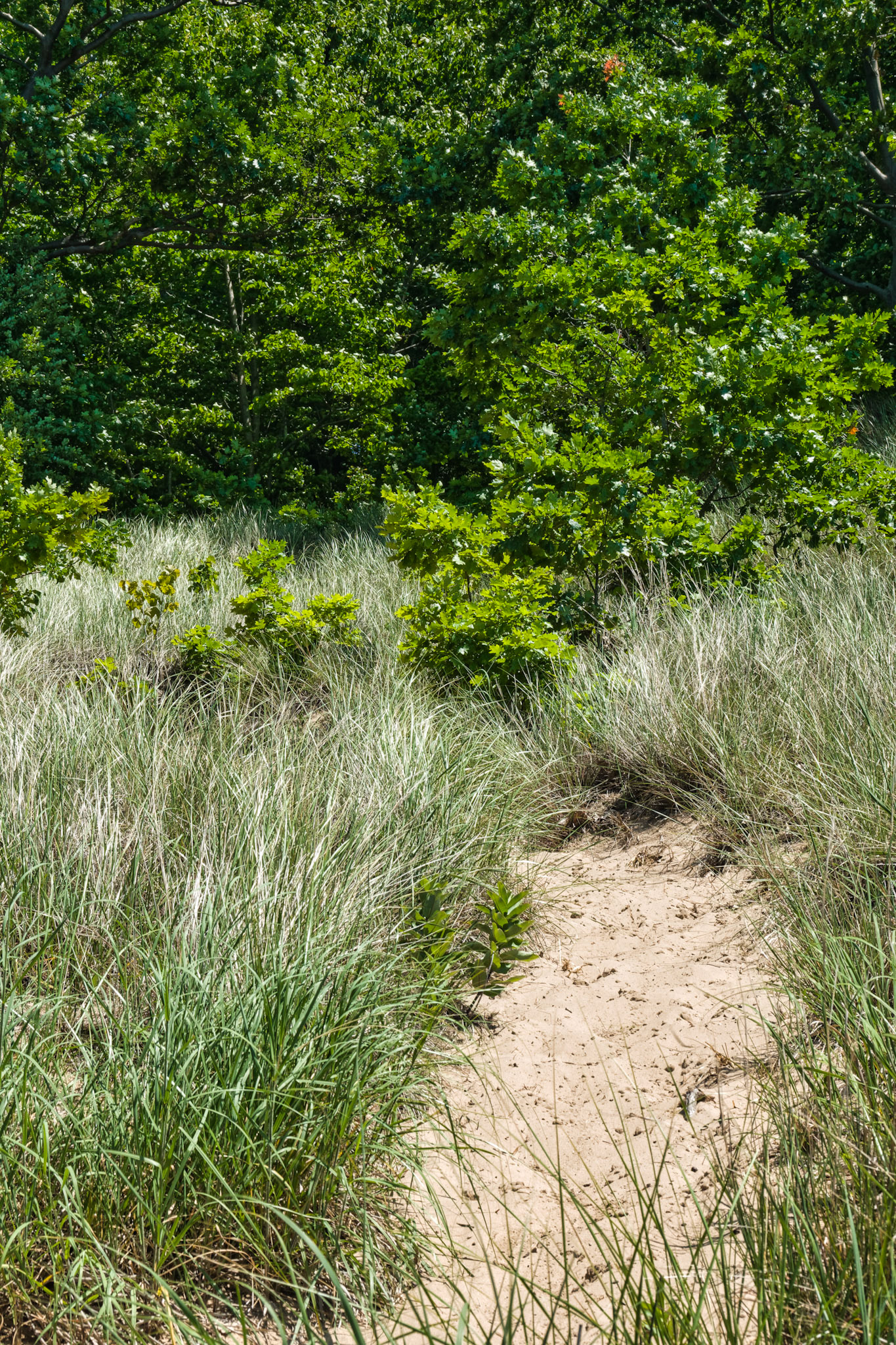 MI Dunes 00071