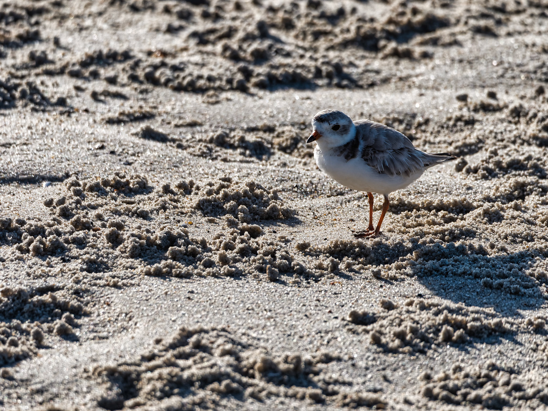 MA Cape Cod Birds 00024