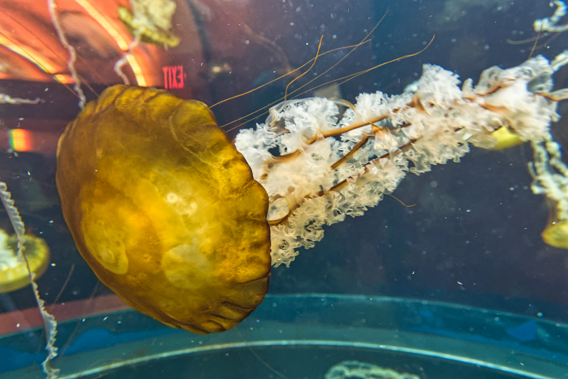 NJ Aquarium 00024