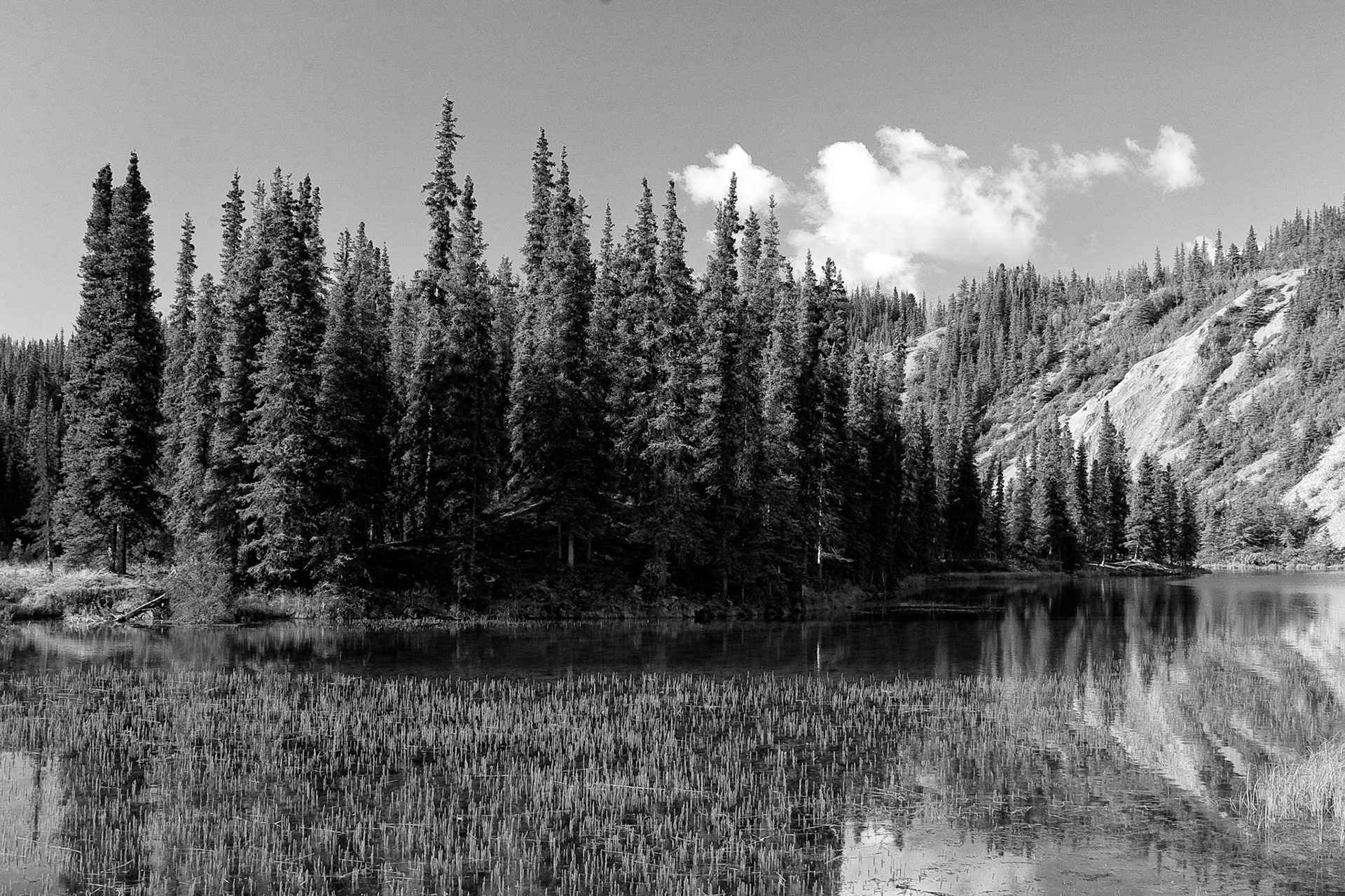Black & White 00070