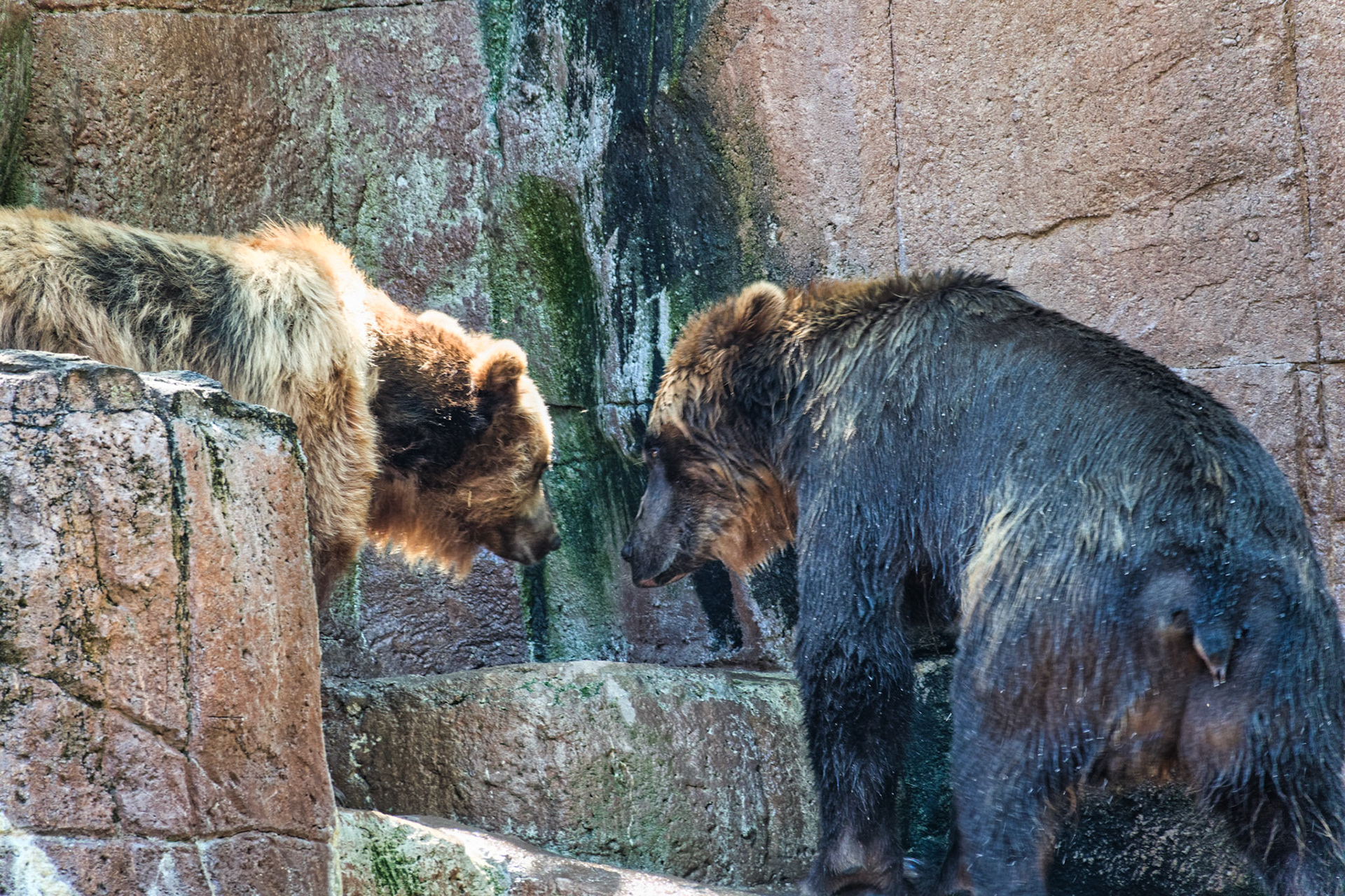 IN Zoo 00148