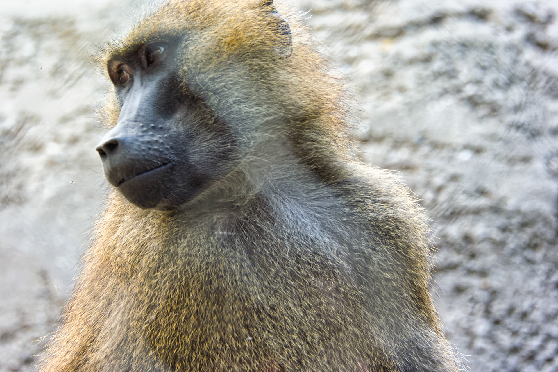 IN Zoo 00073