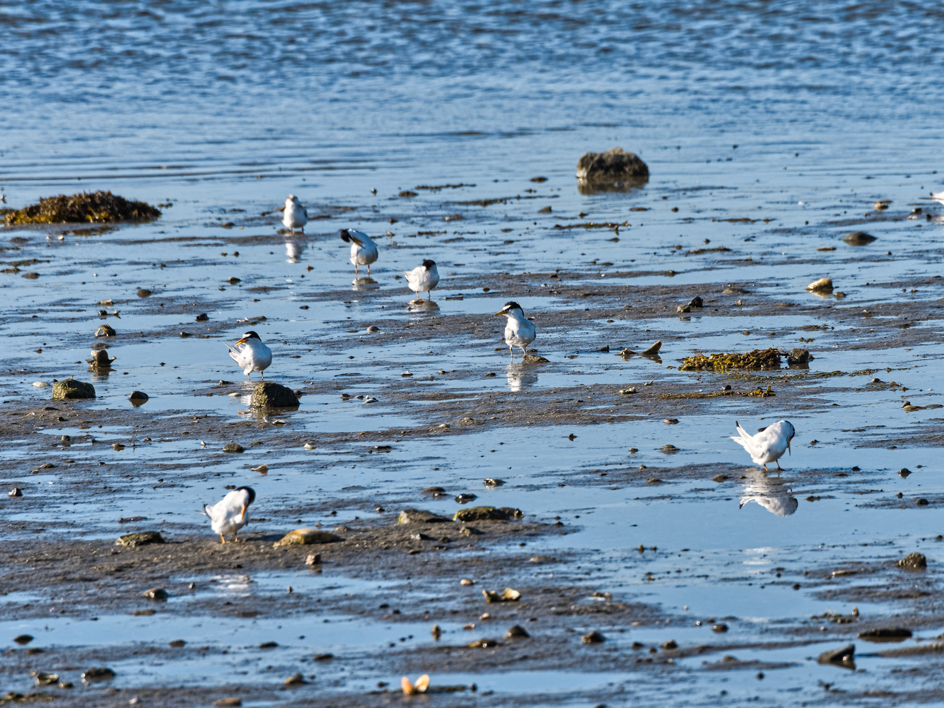 MA Cape Cod Birds 00033