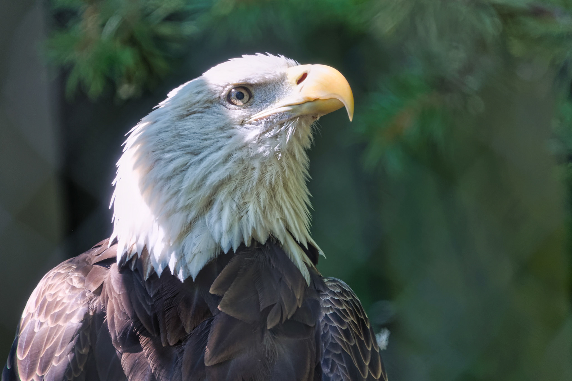 IN Zoo 00151