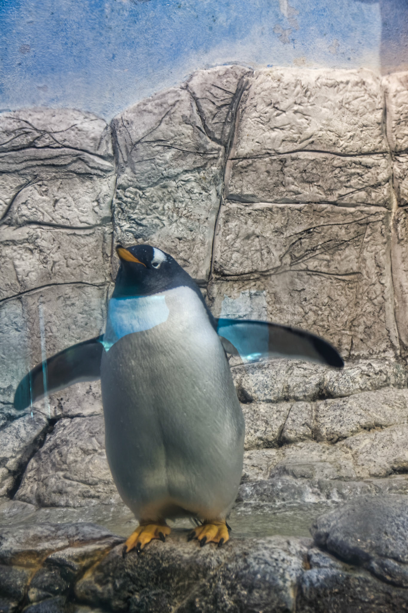 IN Zoo 00125