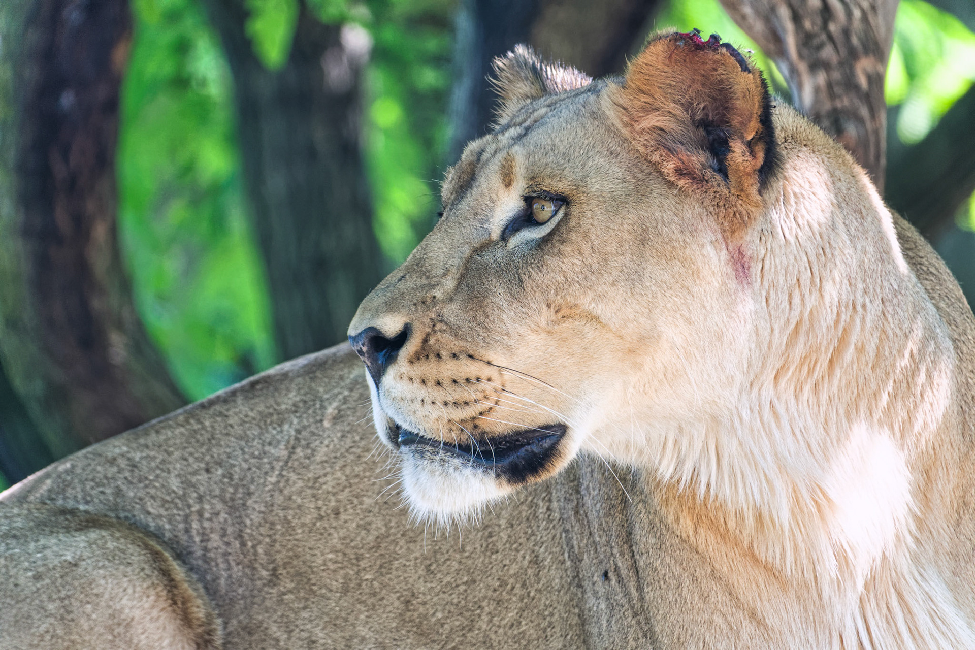 IN Zoo 00170