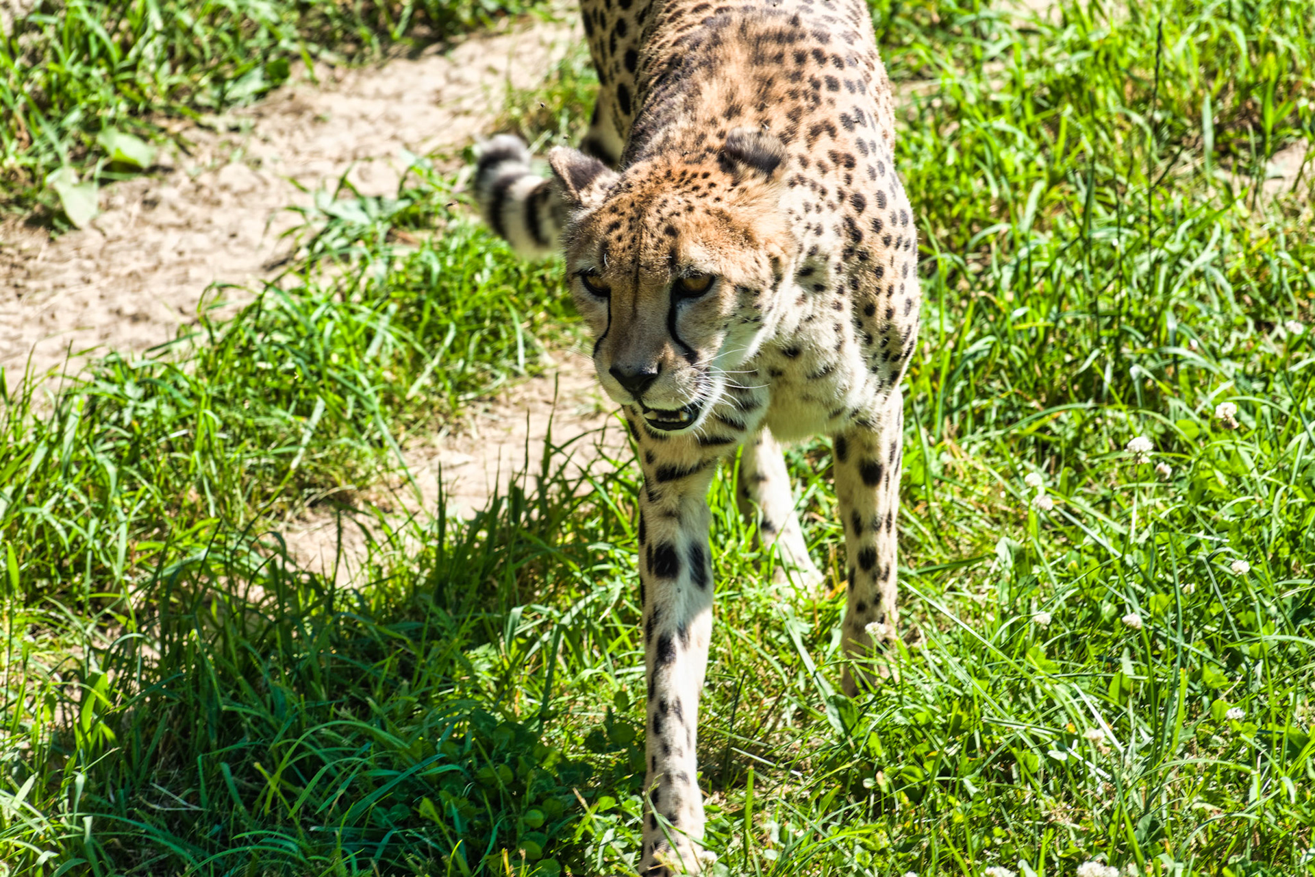 IN Zoo 00190