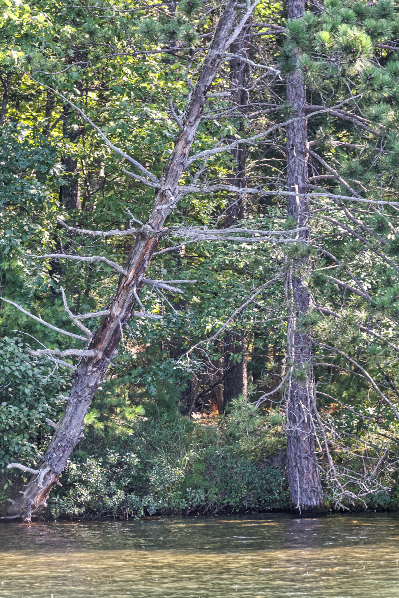 WI Fence 00322