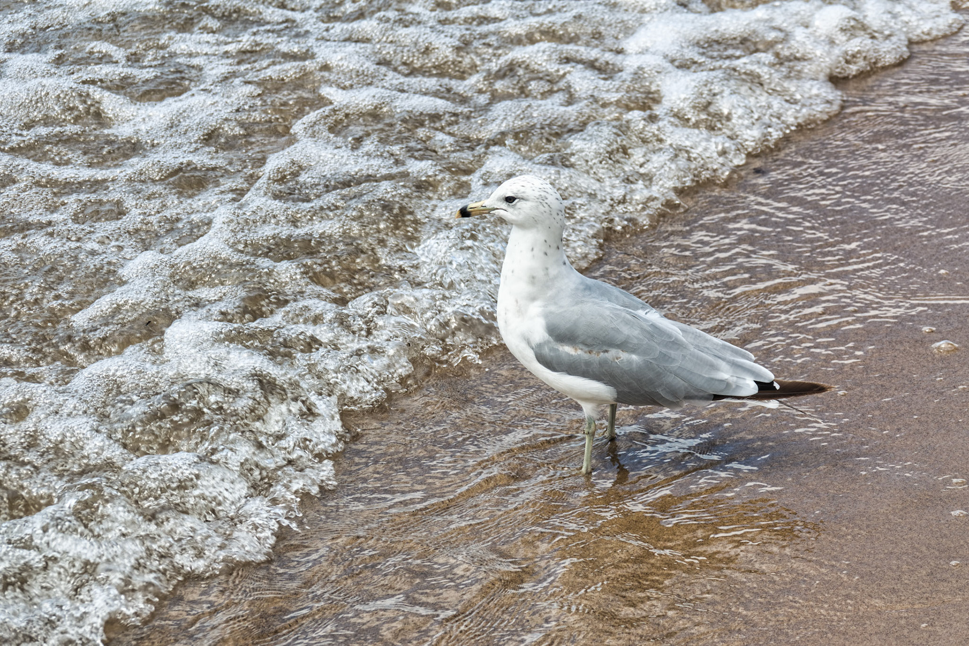 MI Grand Haven 00010