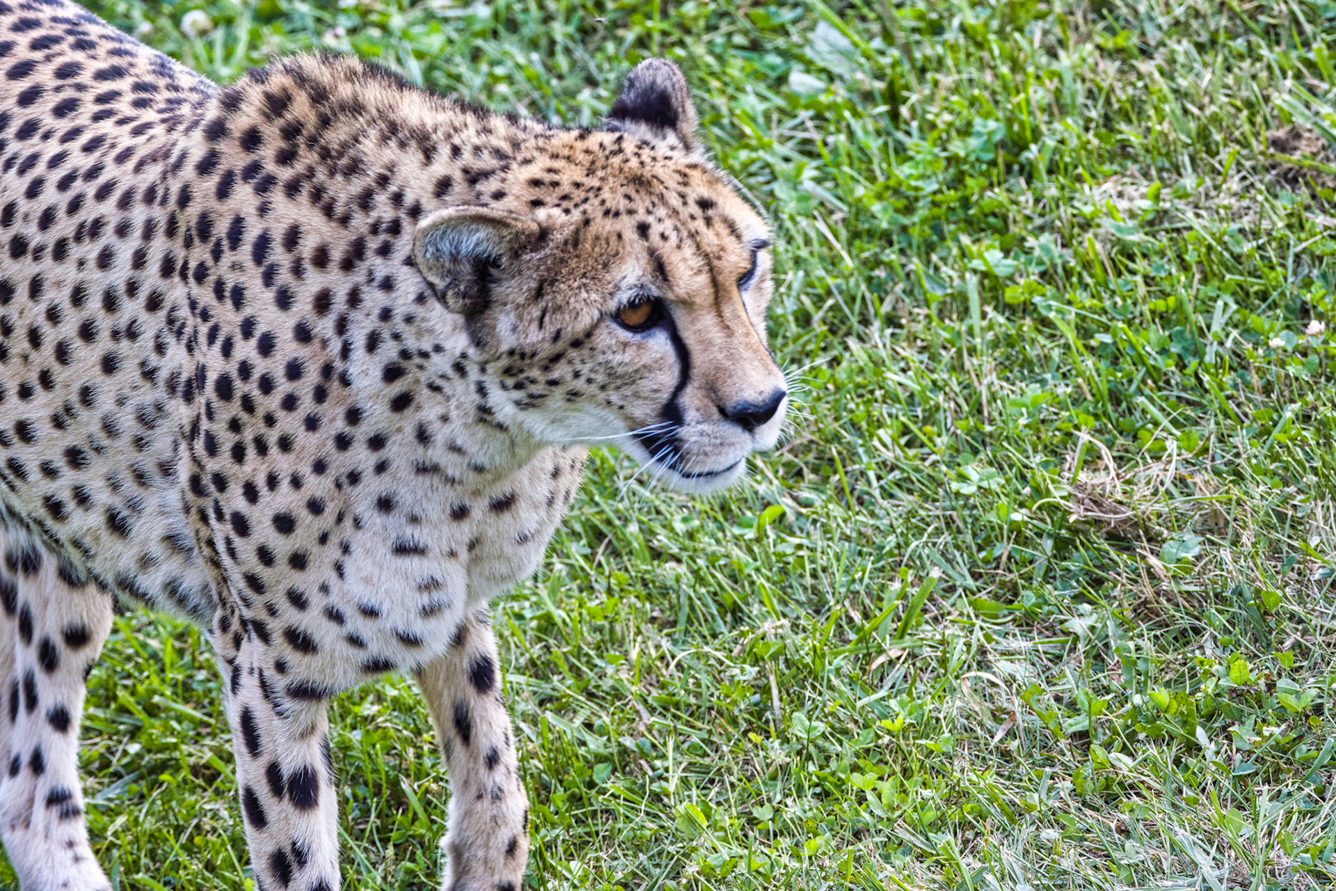 IN Zoo 00086