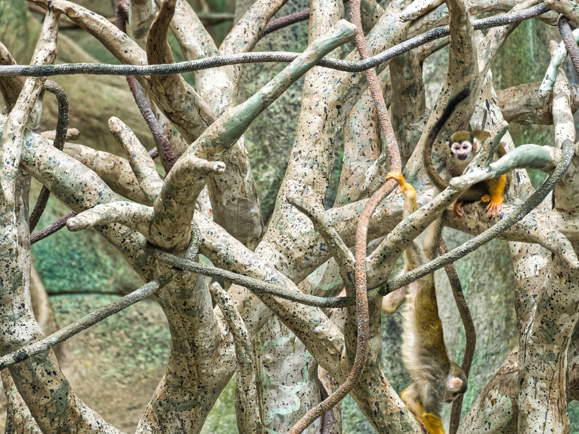 IL Brookfield Zoo 00001