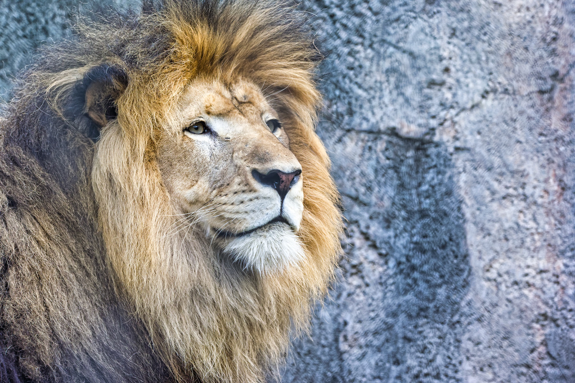 IN Zoo 00055