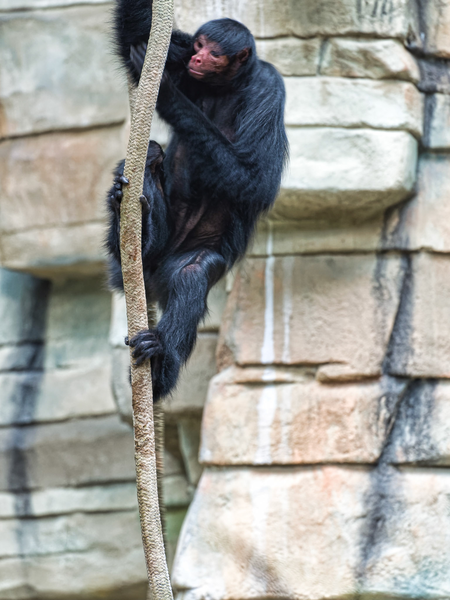 IL Brookfield Zoo 00006