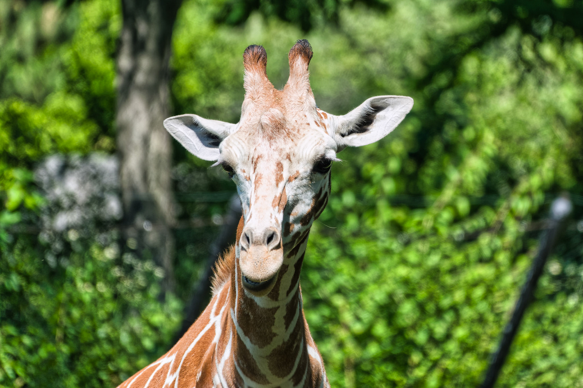 IN Zoo 00161