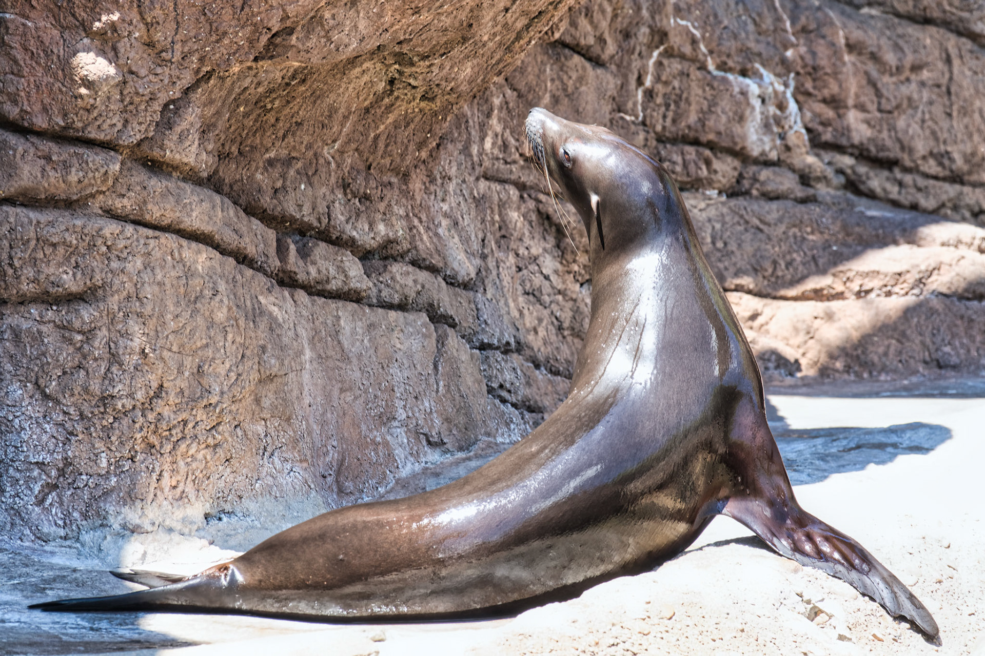 IN Zoo 00105