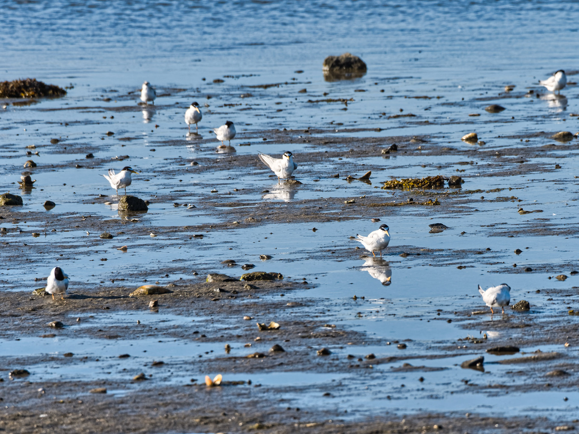 MA Cape Cod Birds 00004