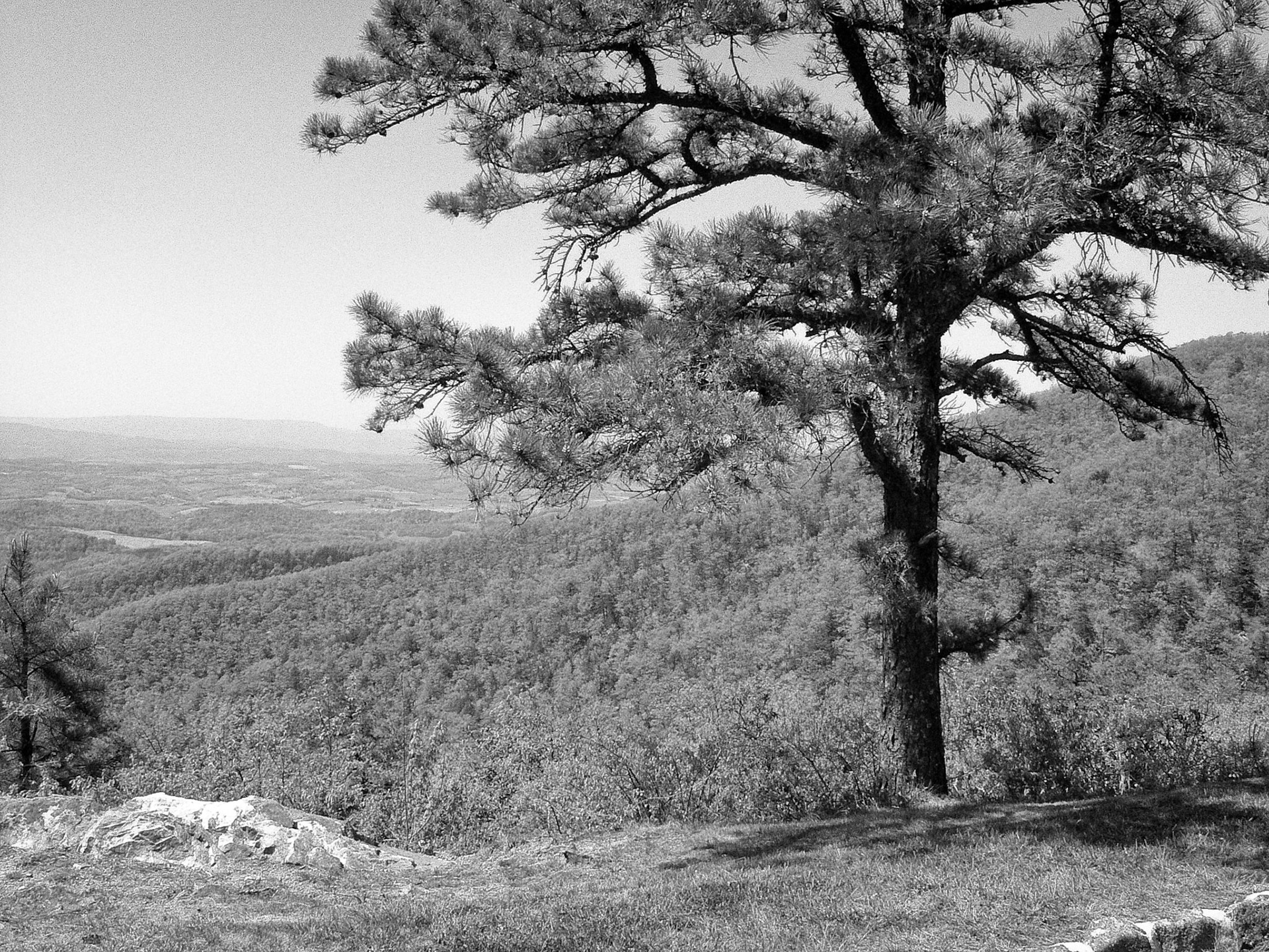 Black & White 00043