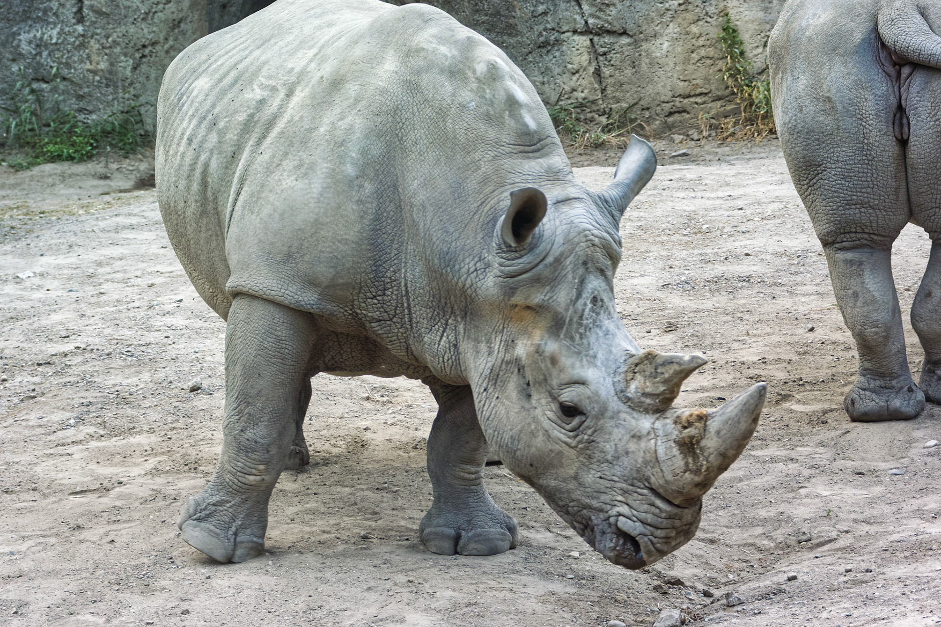 IN Zoo 00065