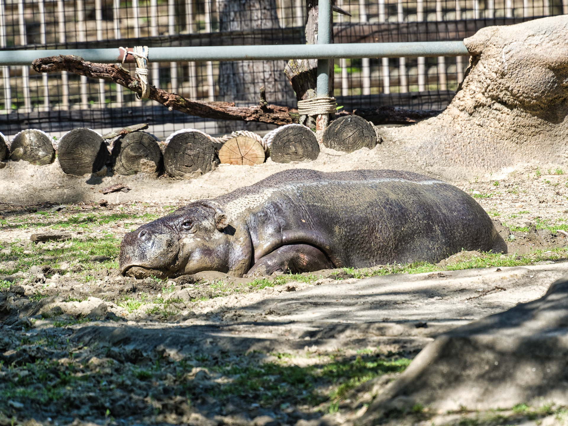 IL Brookfield Zoo 00024