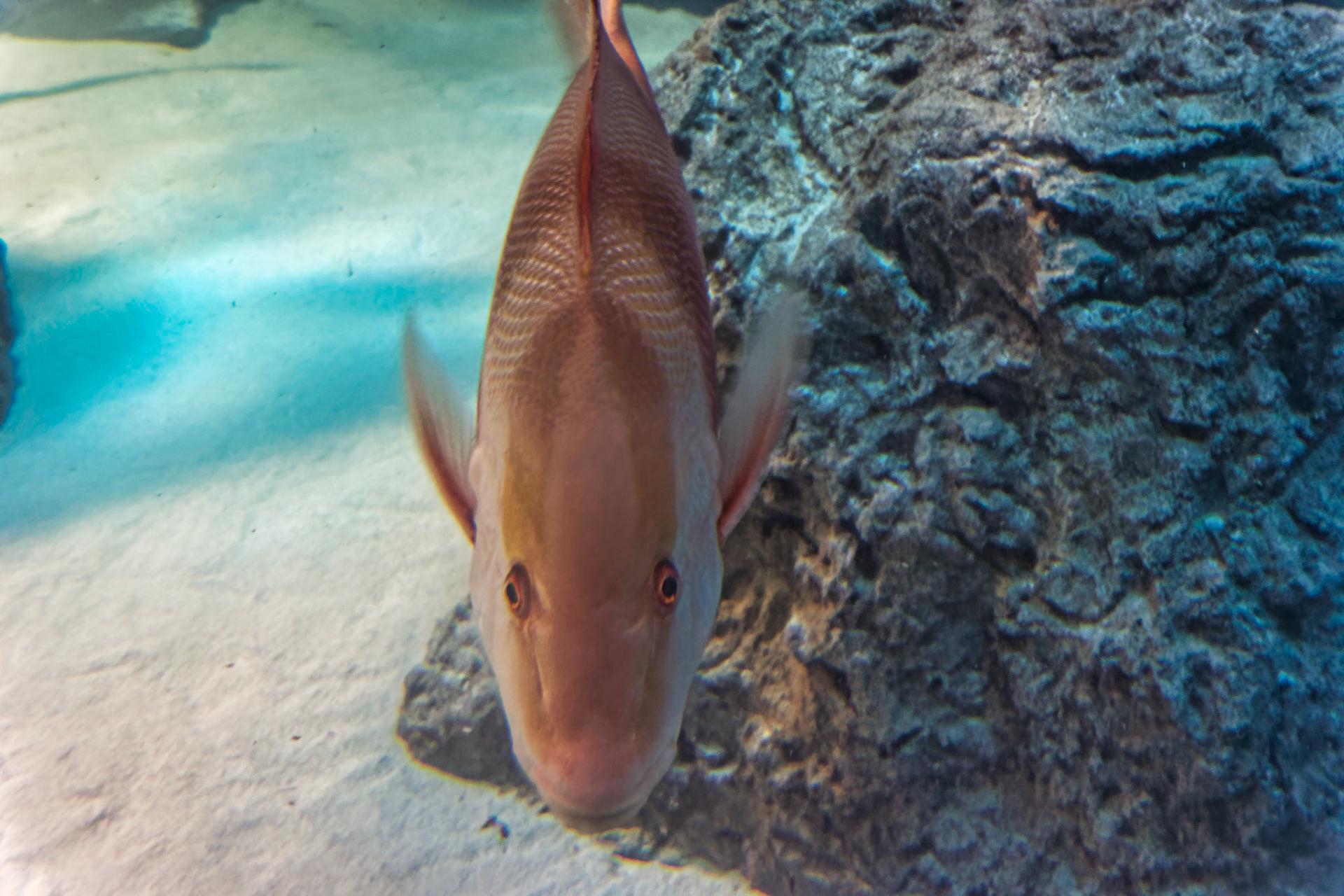 IN Zoo 00002