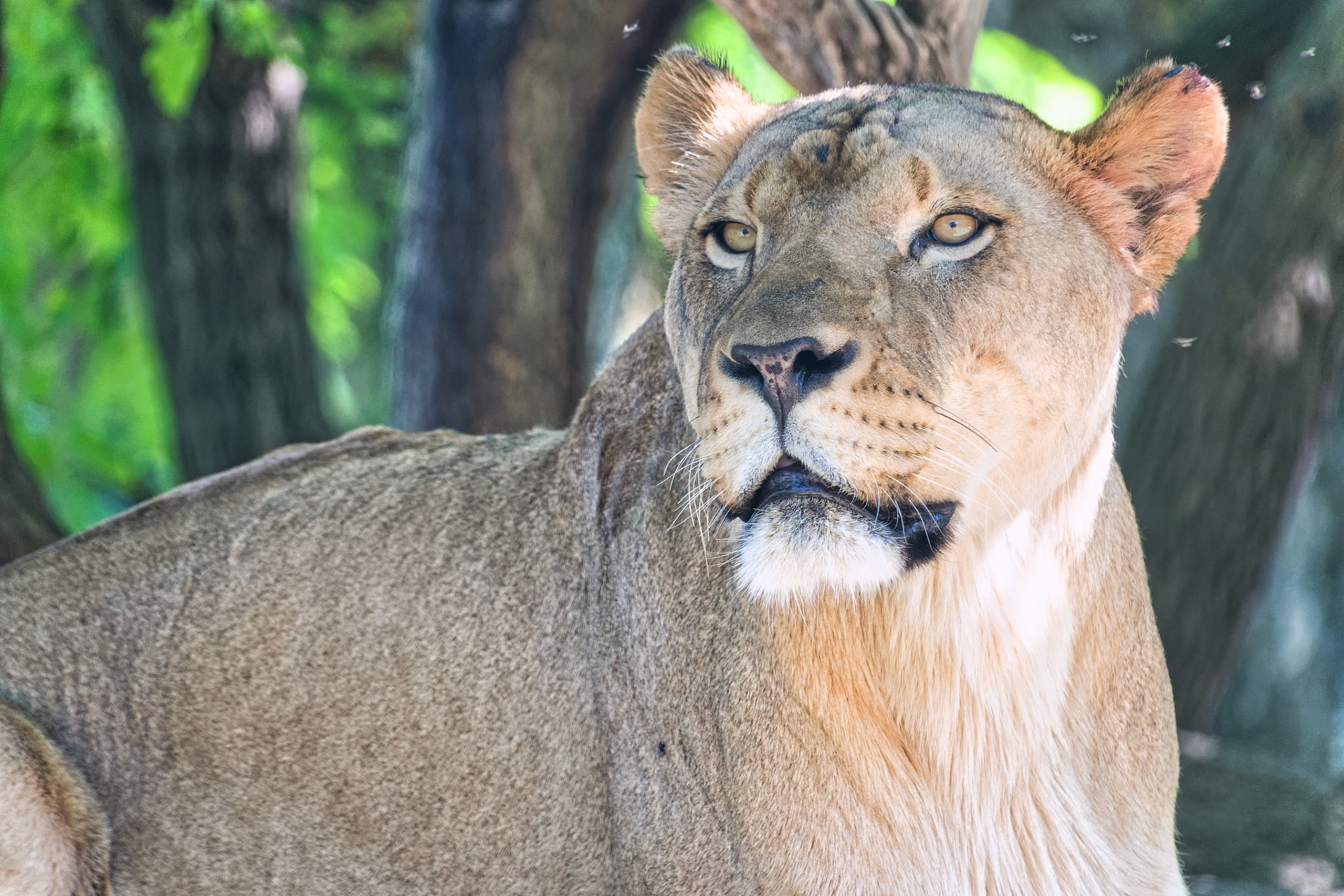 IN Zoo 00169