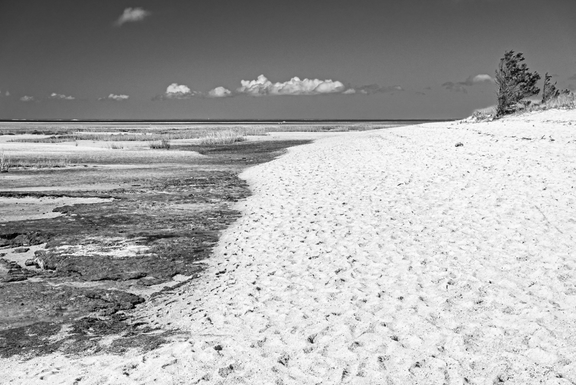Black & White 00295