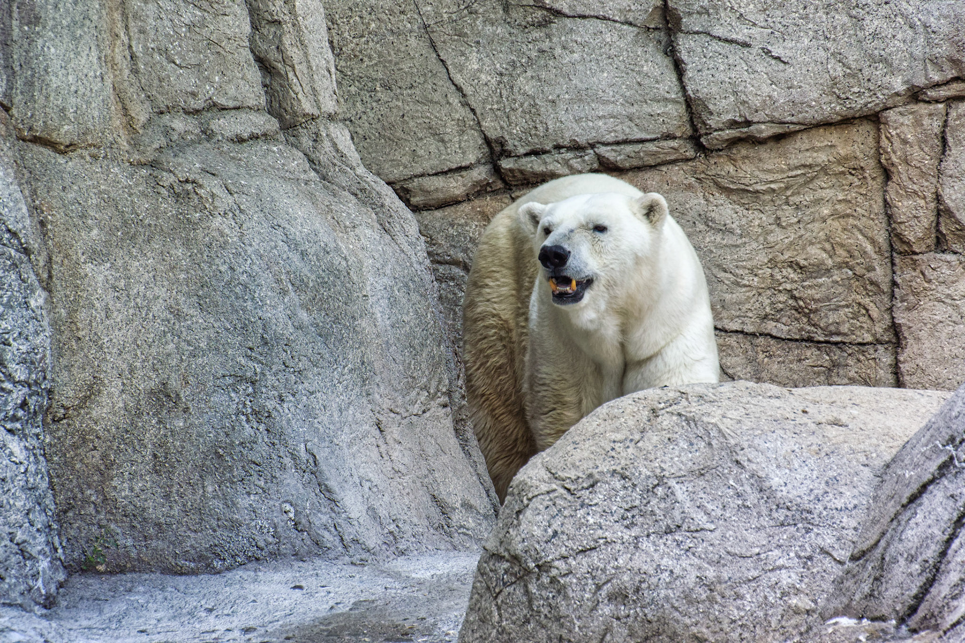 IN Zoo 00010