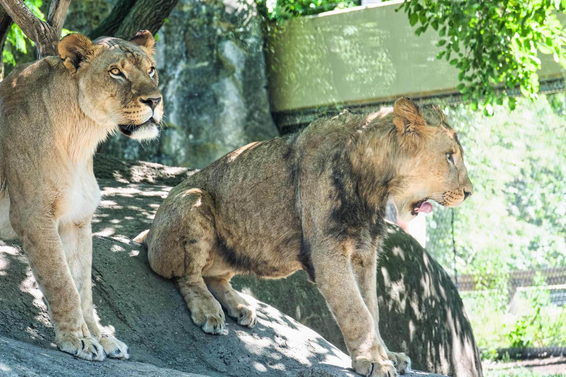 IN Zoo 00180