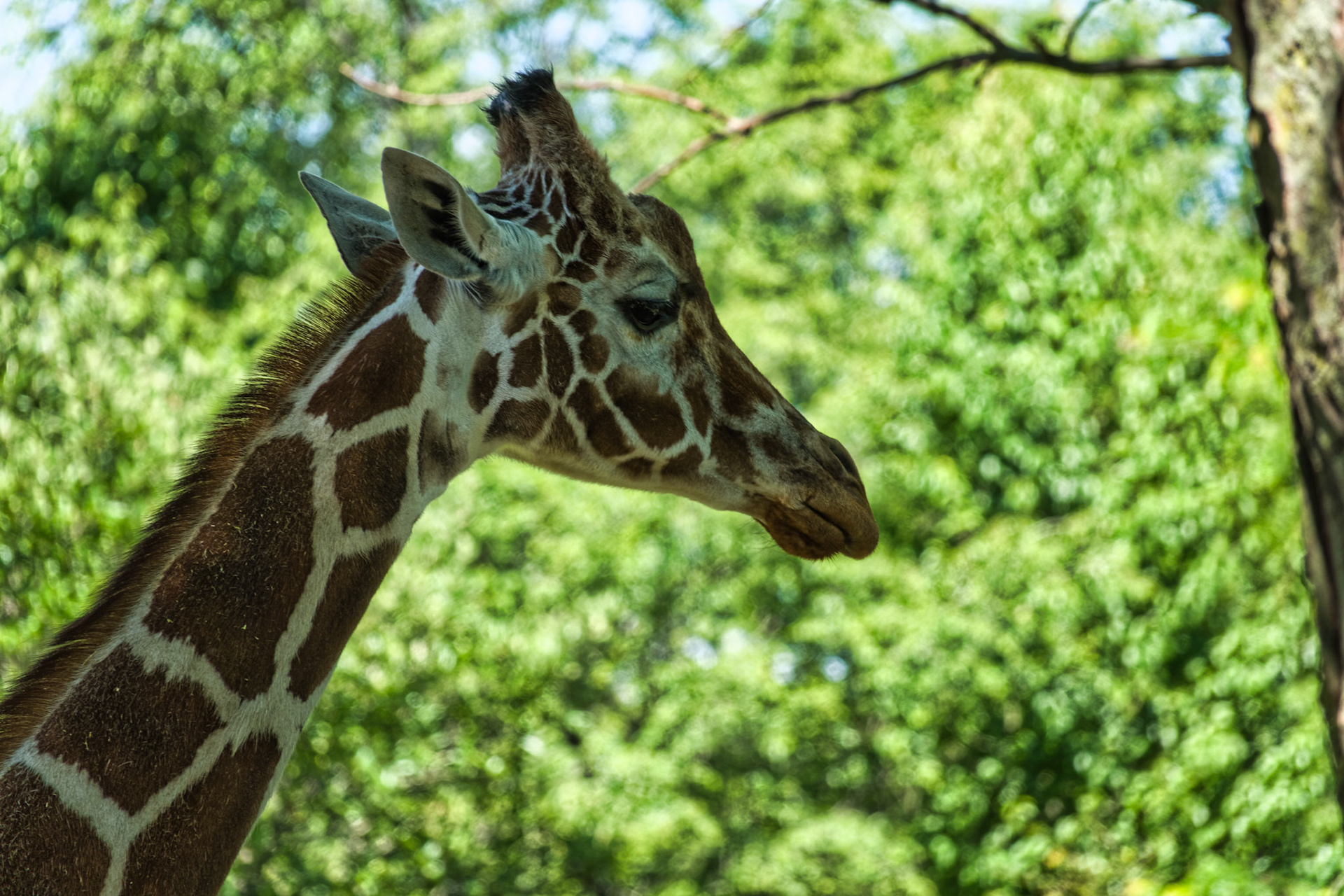 IN Zoo 00157