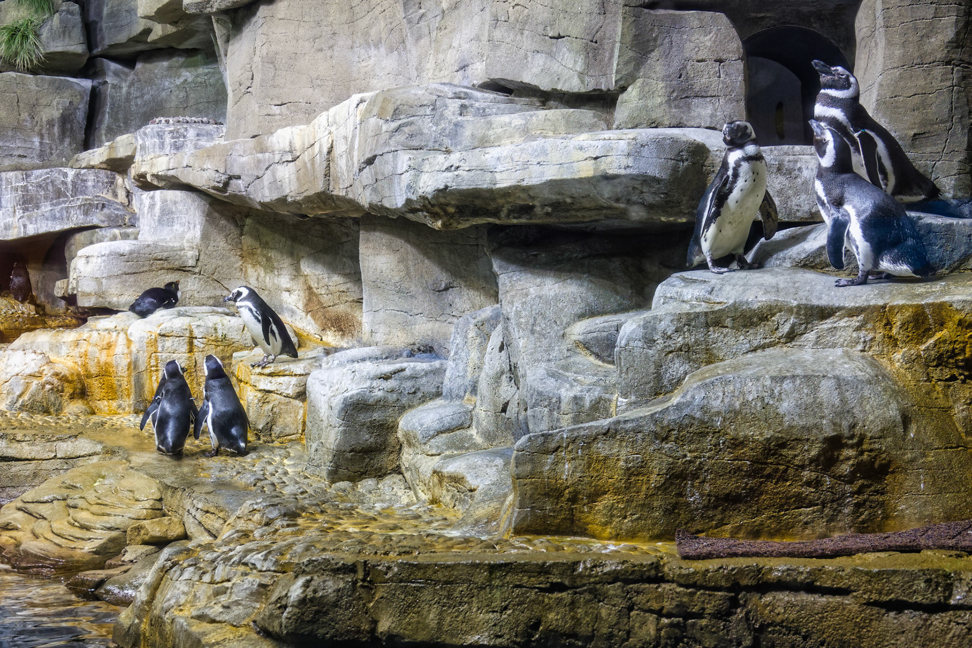 IL Shedd Aquarium 00014
