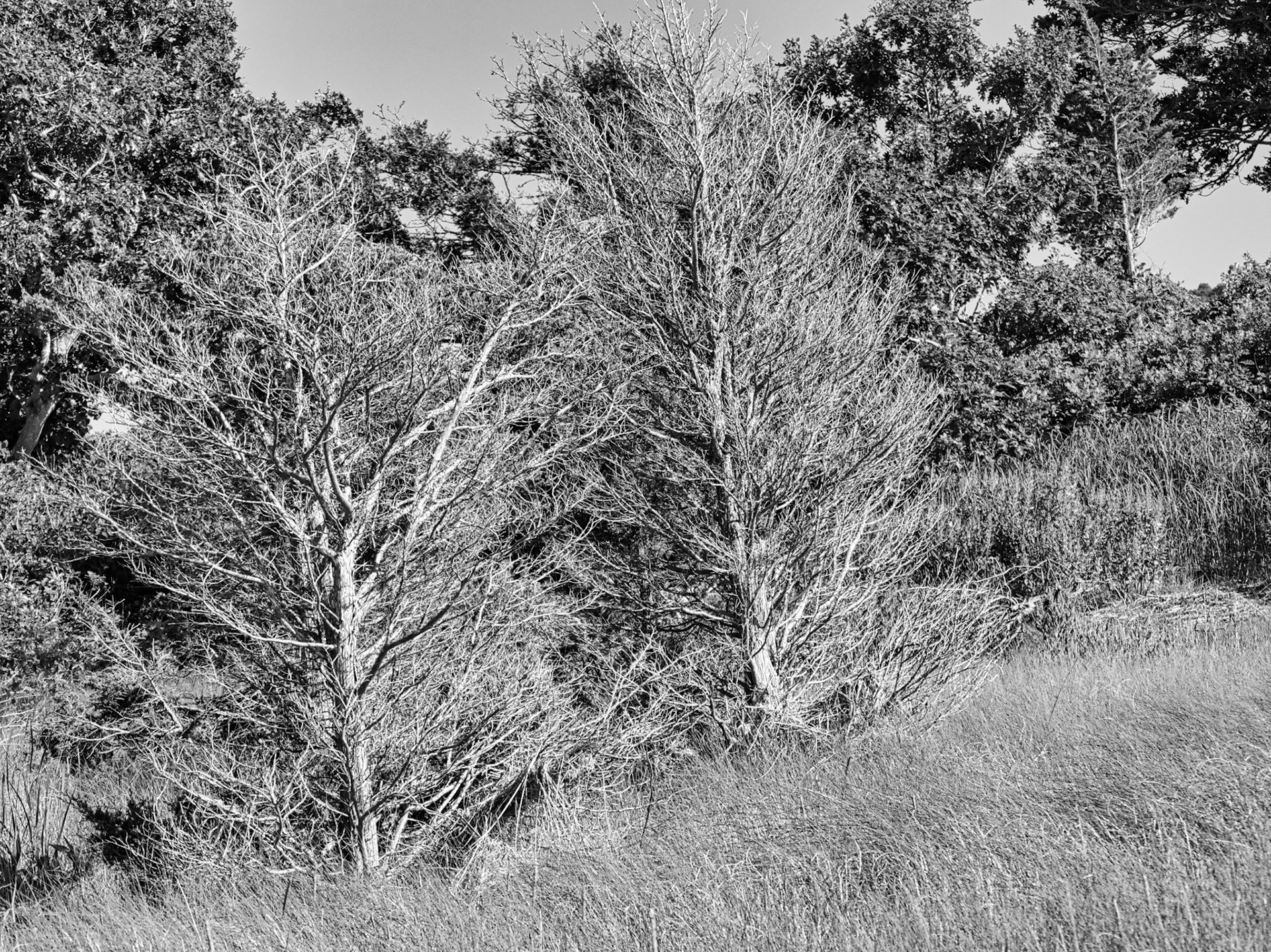 Black & White 00281