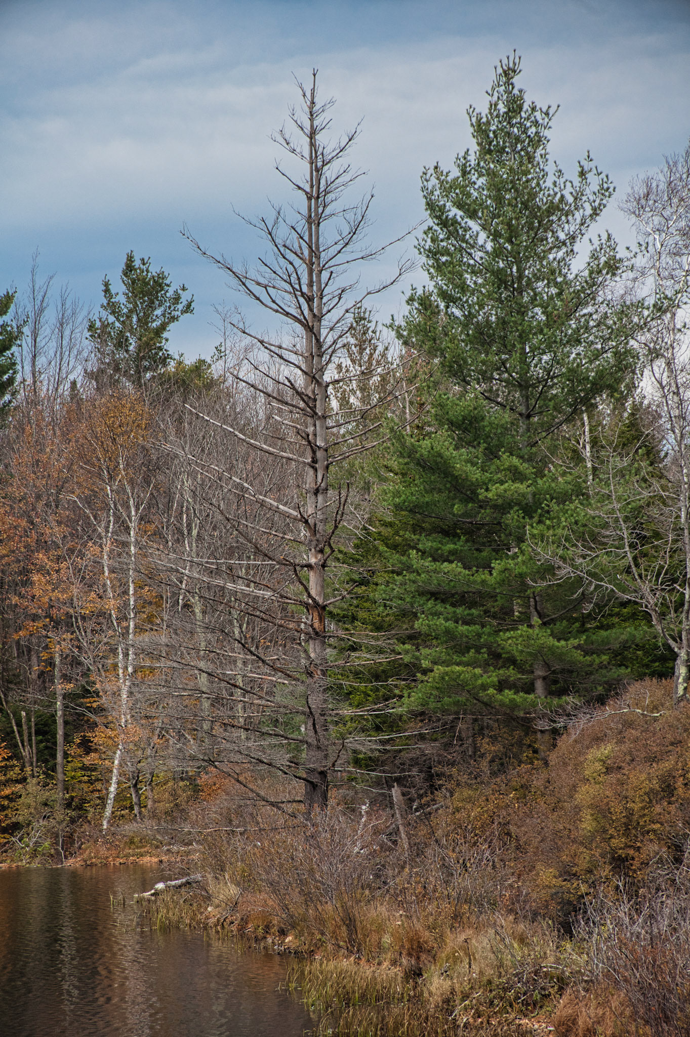 VT Miscellaneous 00050