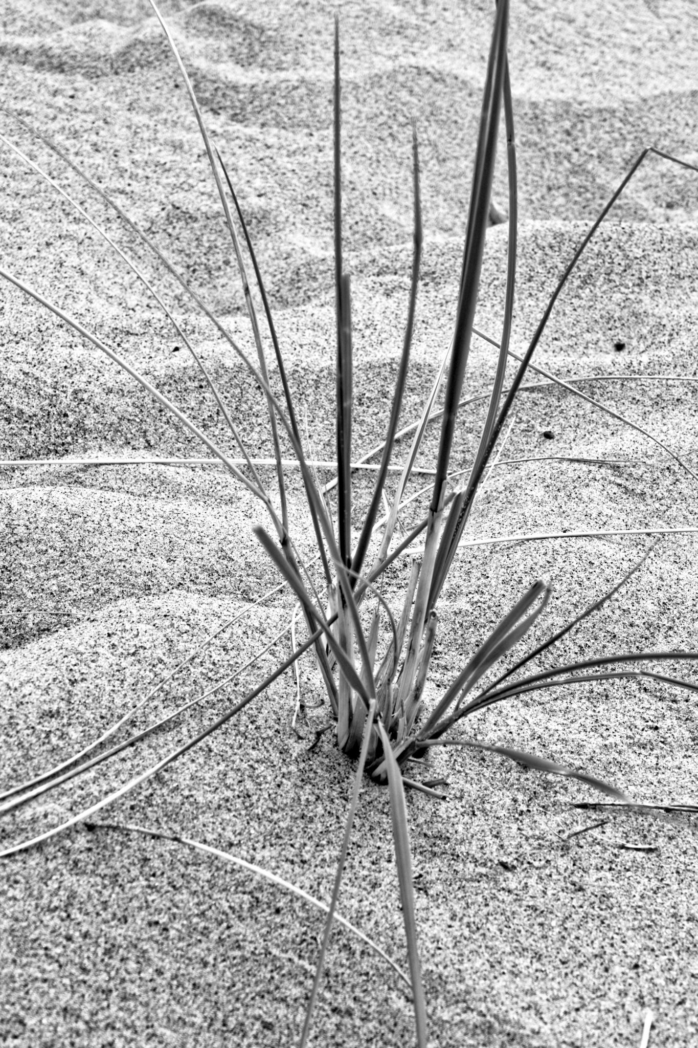 Black & White 00208