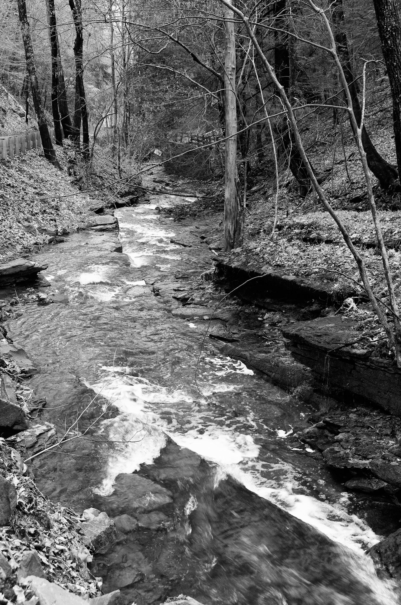 Black & White 00083
