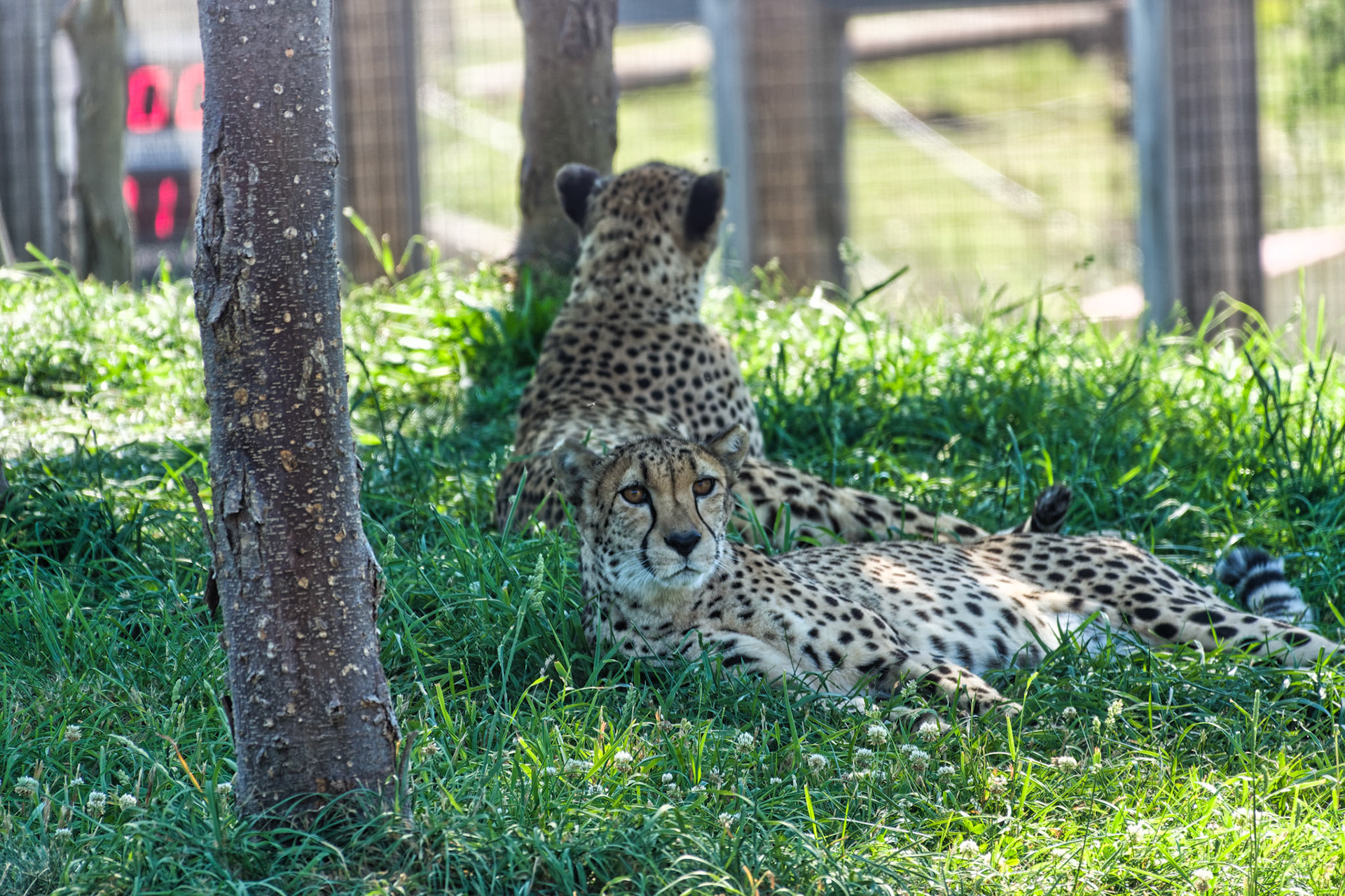 IN Zoo 00192