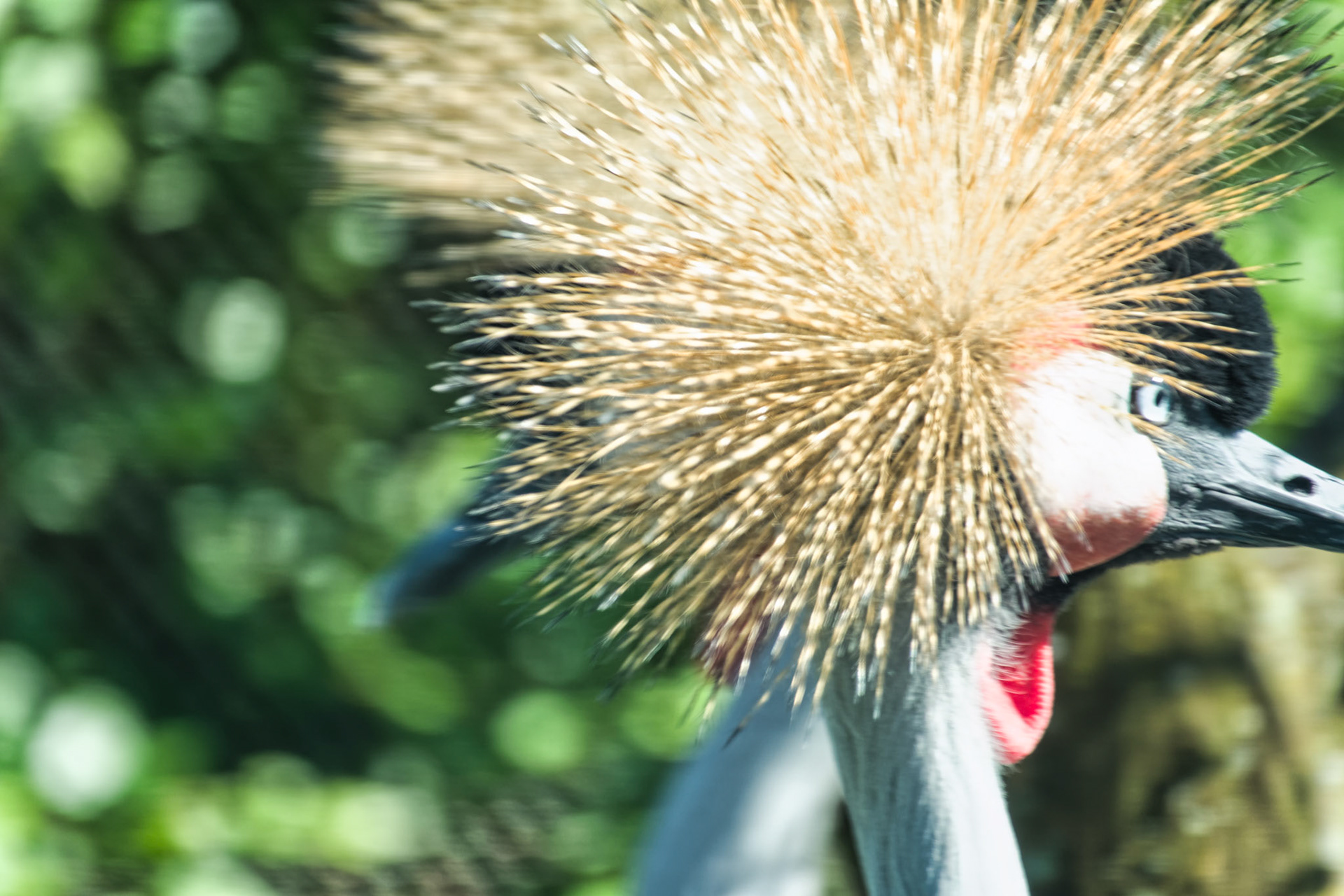 IN Zoo 00196