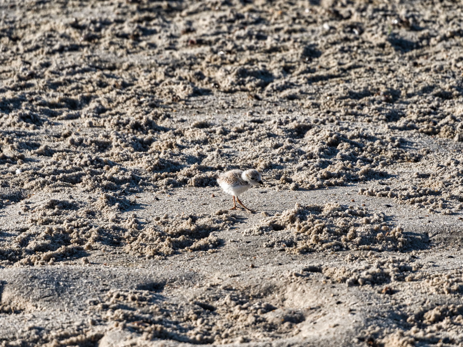 MA Cape Cod Birds 00006