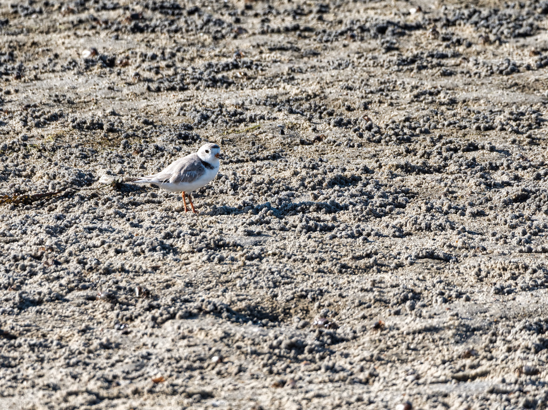 MA Cape Cod Birds 00040