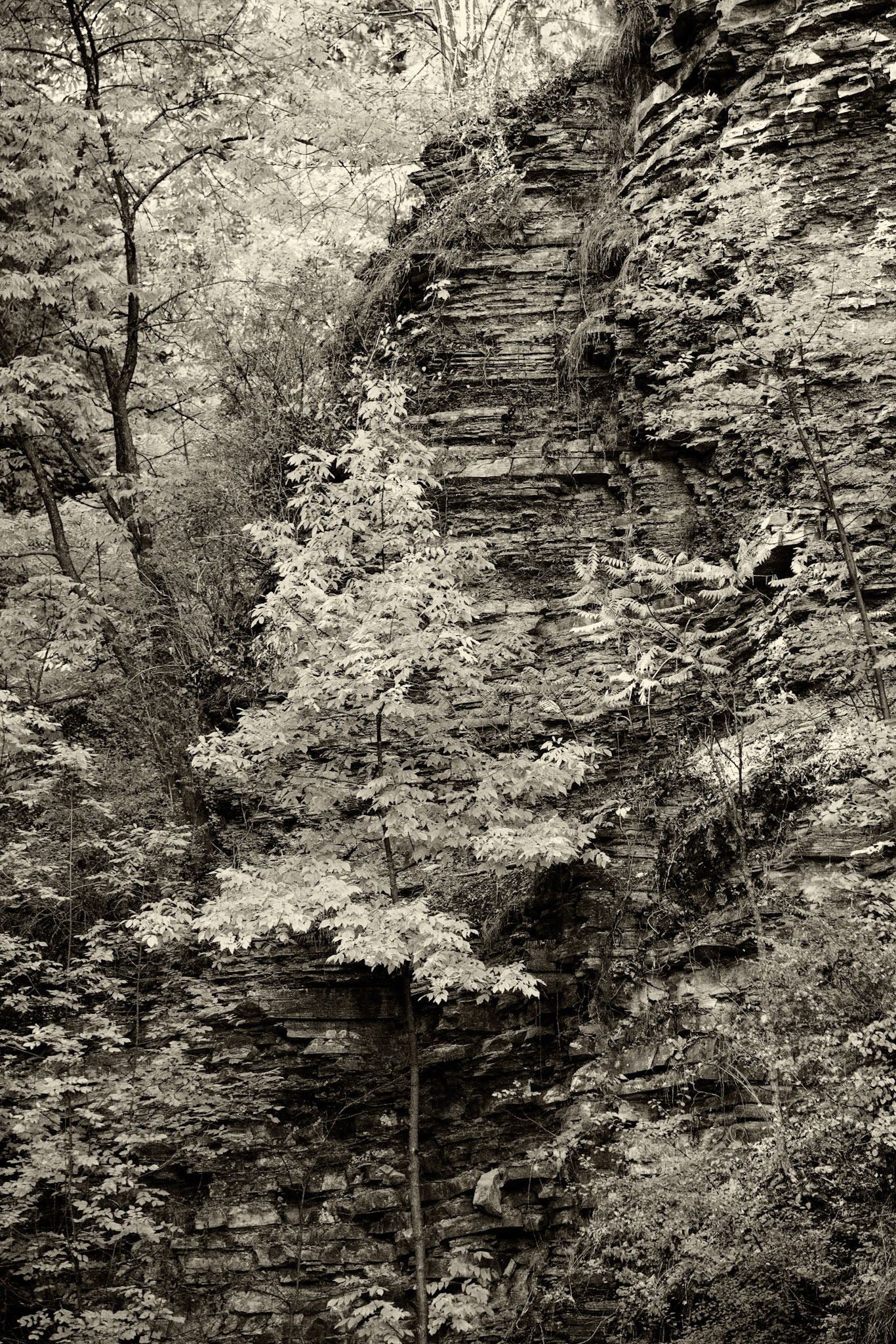 Black & White 00217