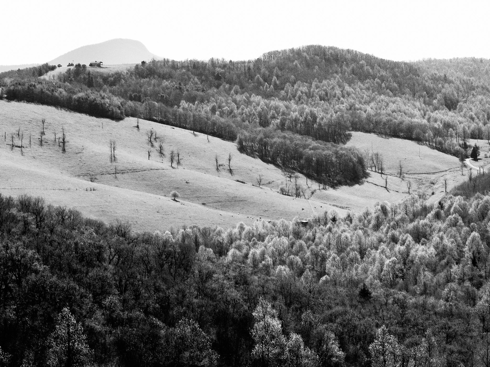 Black & White 00037