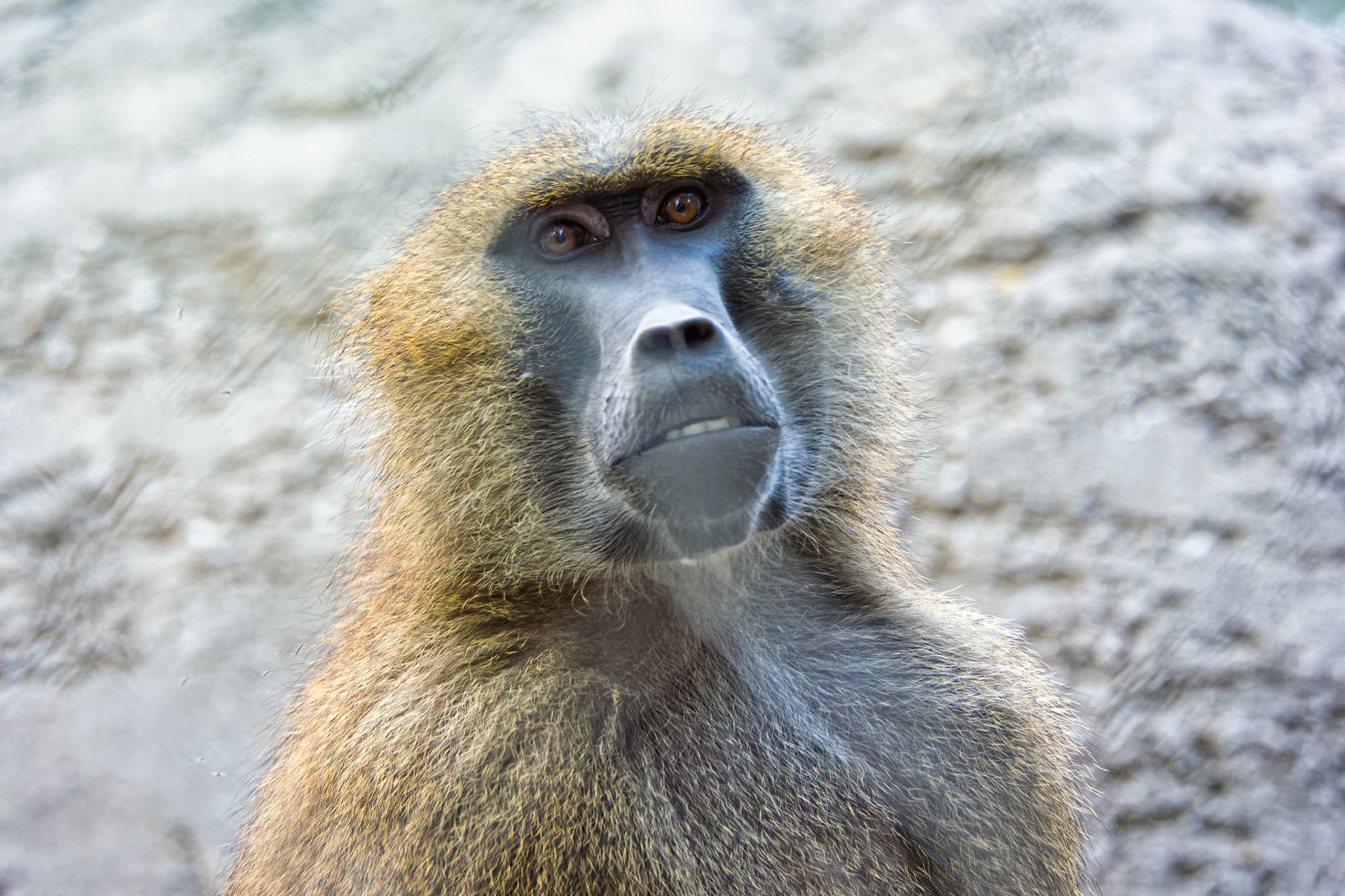 IN Zoo 00074