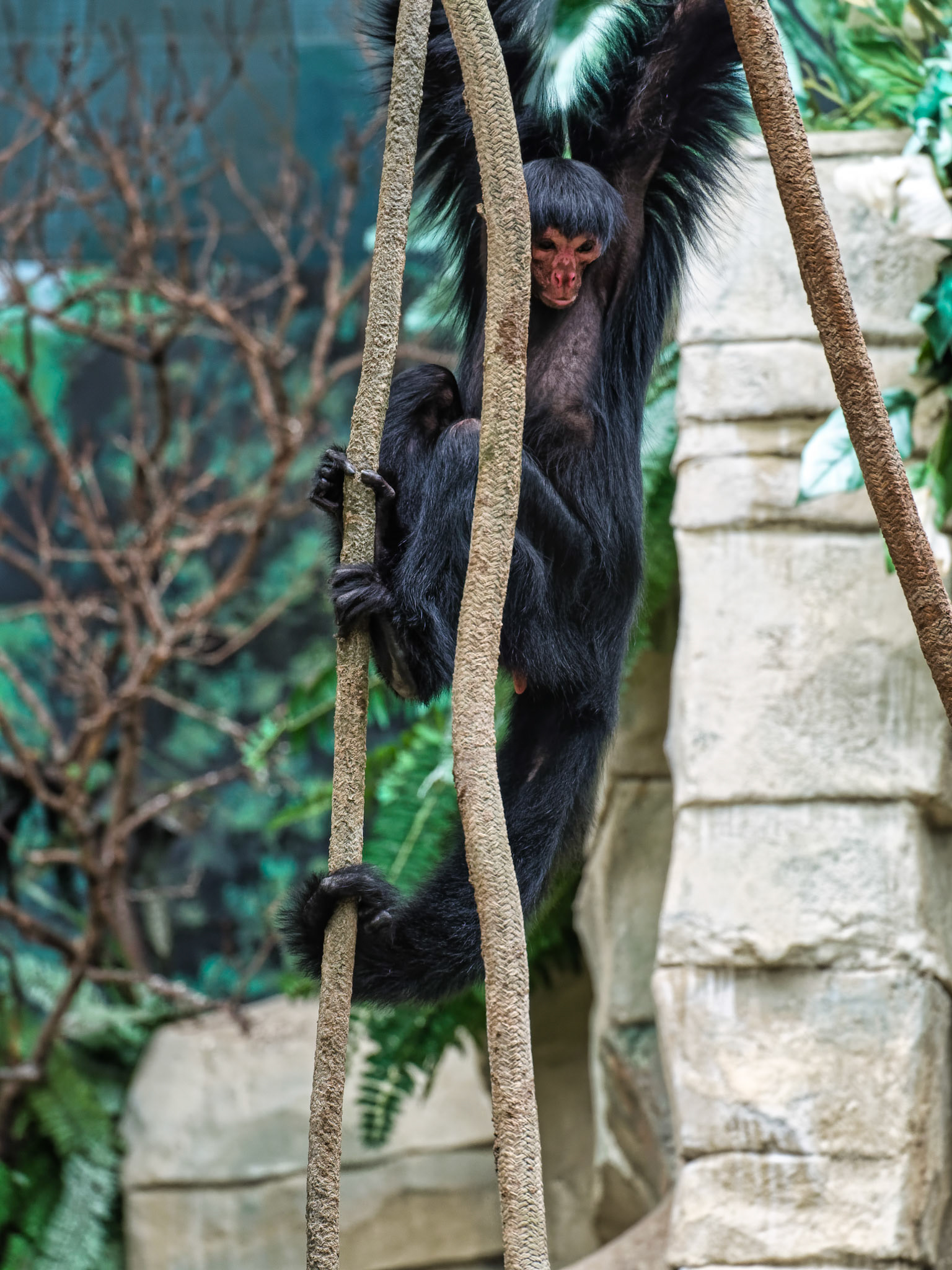 IL Brookfield Zoo 00003