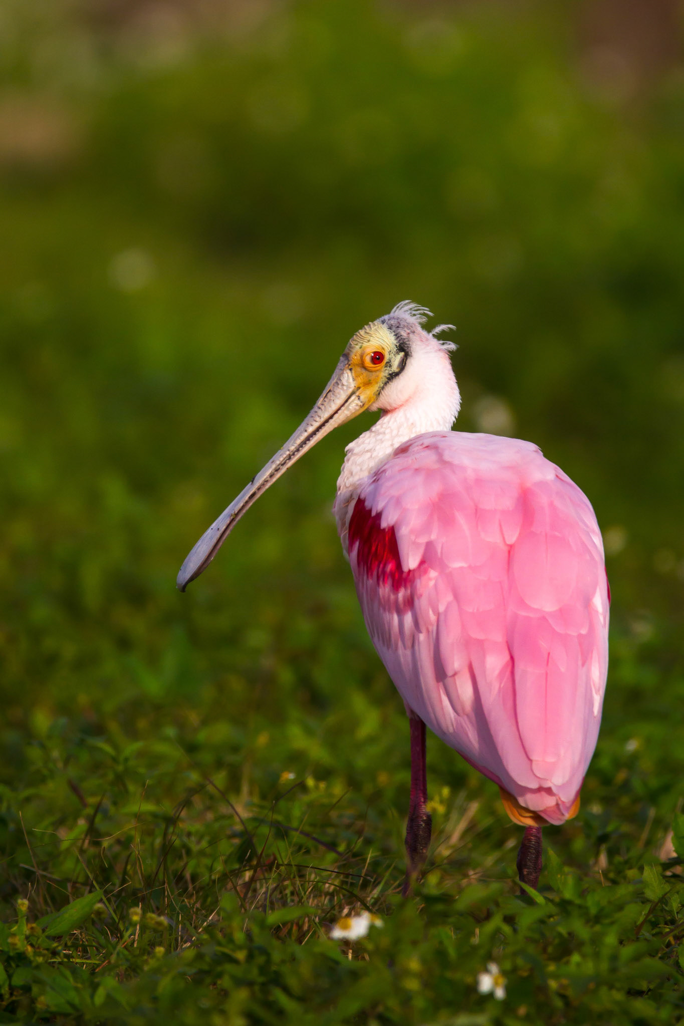 Roseate Spoonbill, Vero Beach, FL