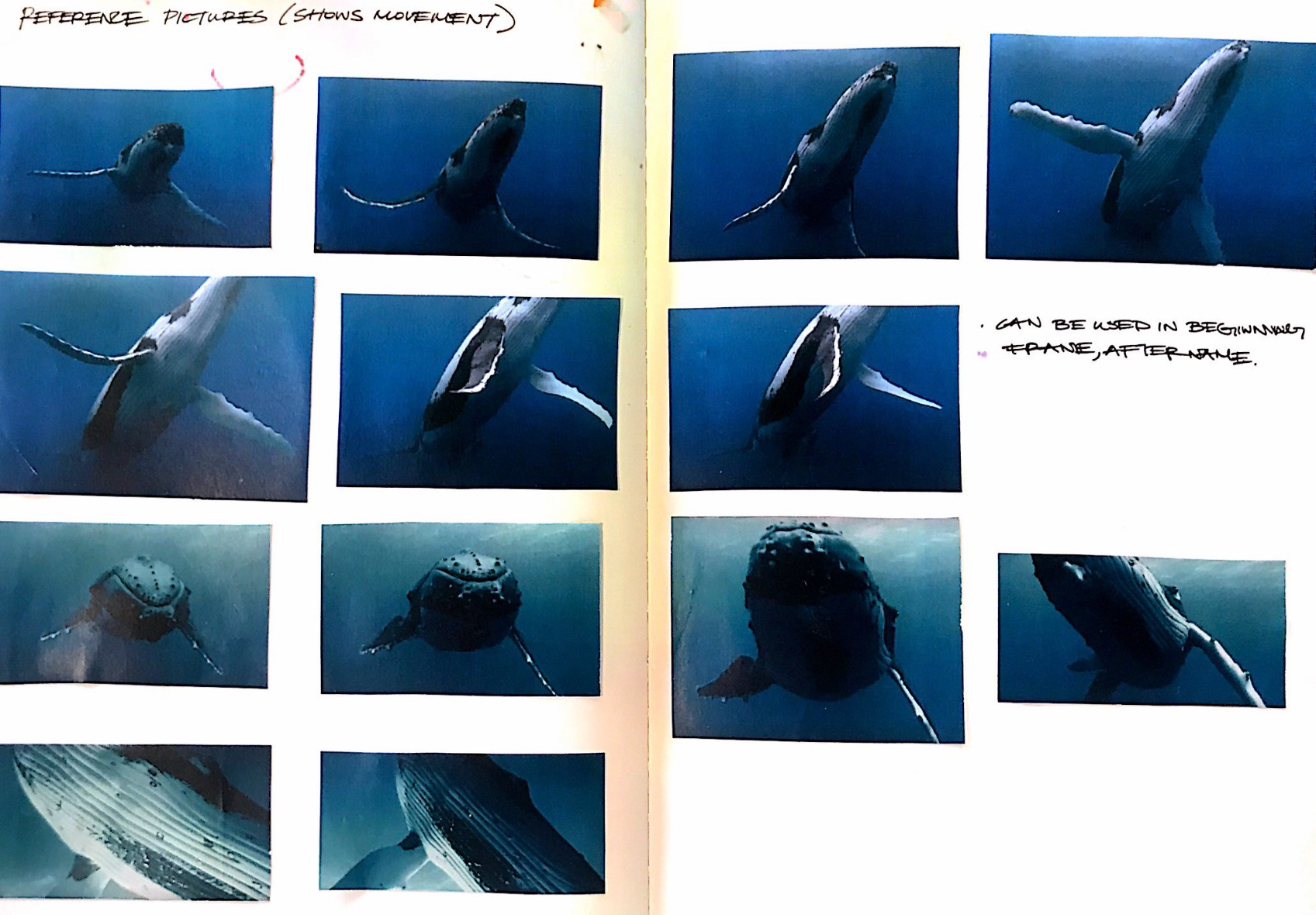 MOVEMENT OF WHALE STUDY